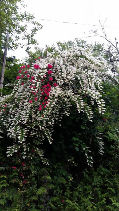 Kveda Chkhutuneti Guest House Noe المظهر الخارجي الصورة